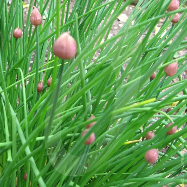 Herb Chives Seeds